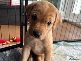 Labrador Retriever dogs - Advert 14