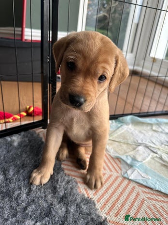 Labrador Retriever dogs - Advert 11