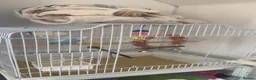 Budgerigars birds for sale: Budgie for sale called blue  in Eastleigh - Advert 5