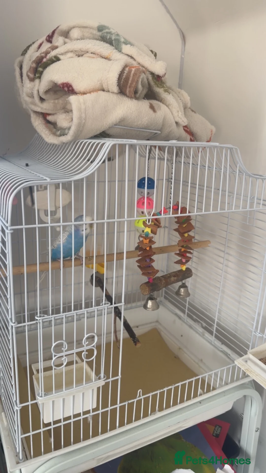 Budgerigars birds for sale: Budgie for sale called blue  in Eastleigh - Advert 5