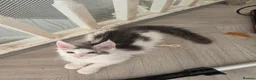 Maine Coon cats for sale: TICA REGISTERED STUNNING KITTENS  - Advert 5