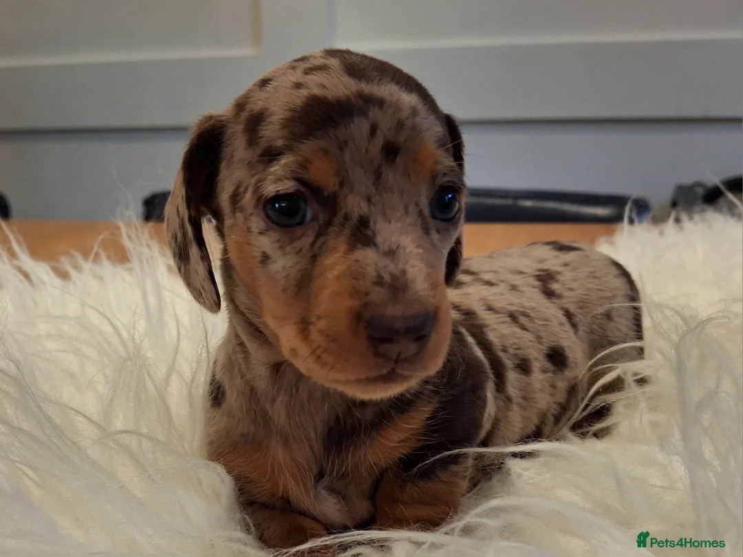 Miniature Dachshund dogs for sale: 🐾❤️ KC Reg Smooth Haired Miniature Dachschund  - Advert 20