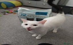 Mixed Breed cats for adoption: Confident Cuddlebug Who Loves dogs and to Chat! - Image 11