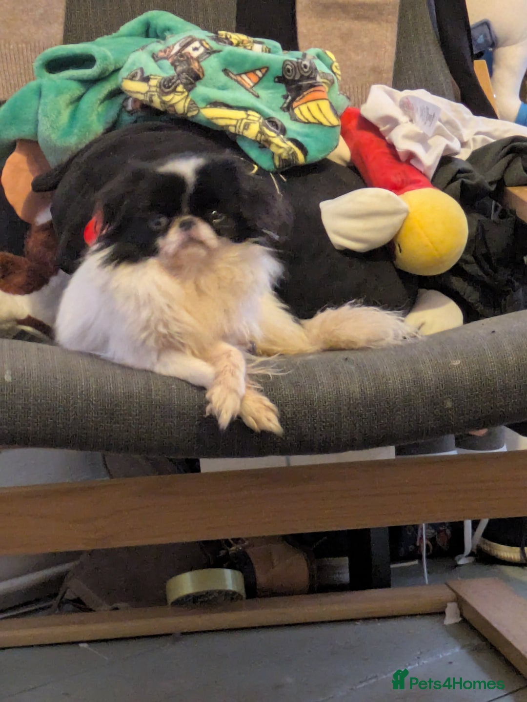 Japanese Chin dogs for sale: Japanese chin female  - Image 2