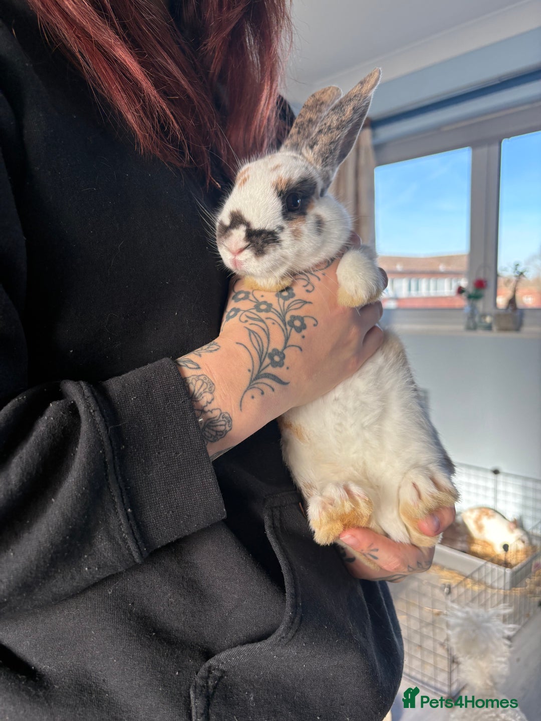 Mixed Breed rabbits for sale: 2 male Rex X netherland dwarf - Advert 4