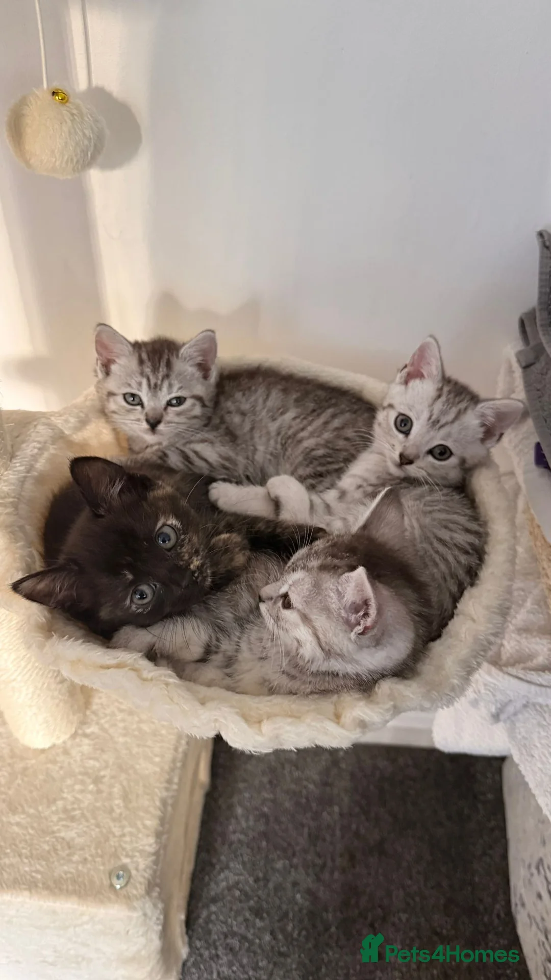 British Shorthair cats for sale: mimi beautiful female shorthair - Advert 2