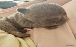 French Bulldog dogs for sale: French bulldog puppies  - Image 3
