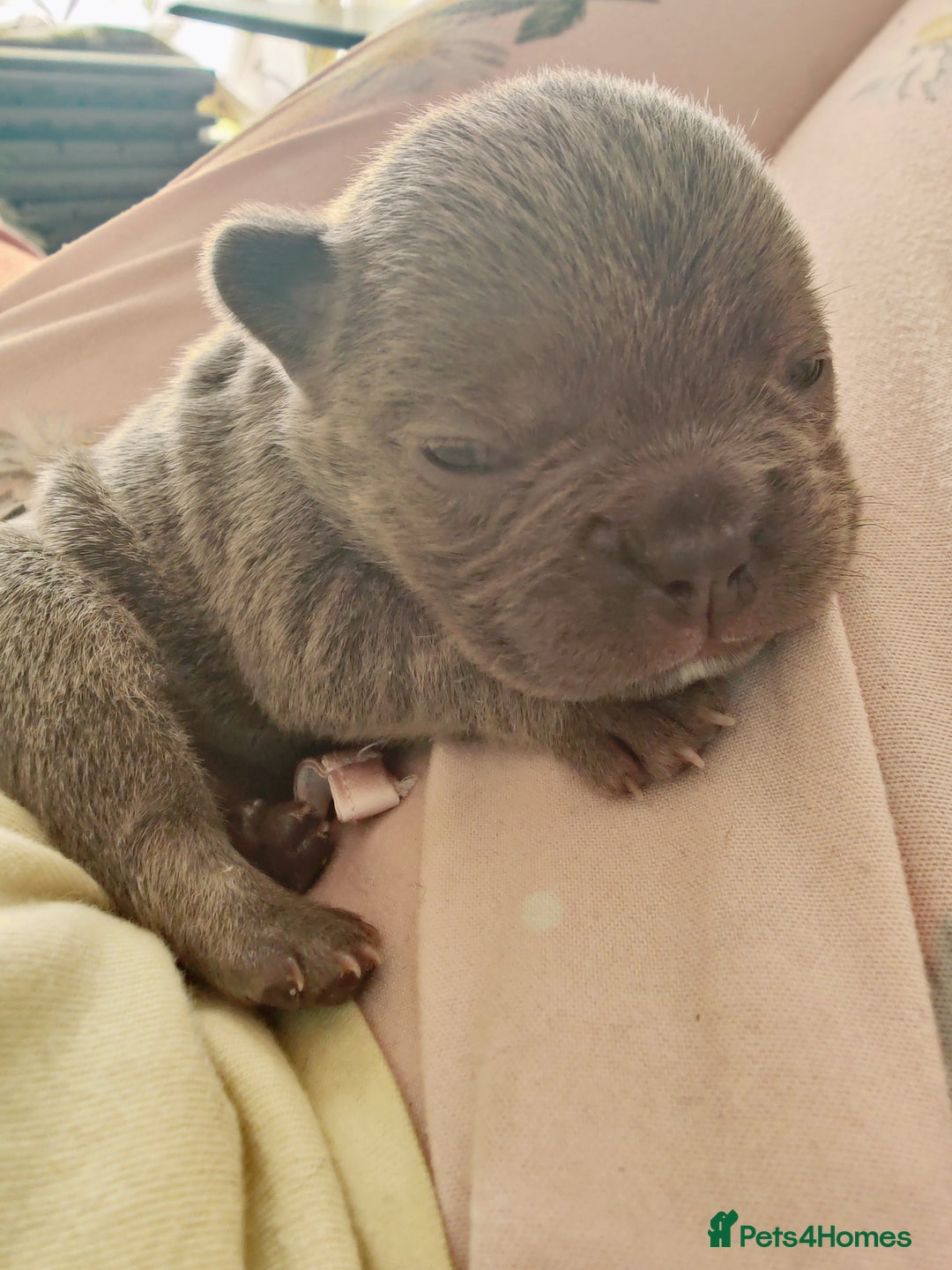 French Bulldog dogs for sale: French bulldog puppies  - Image 3