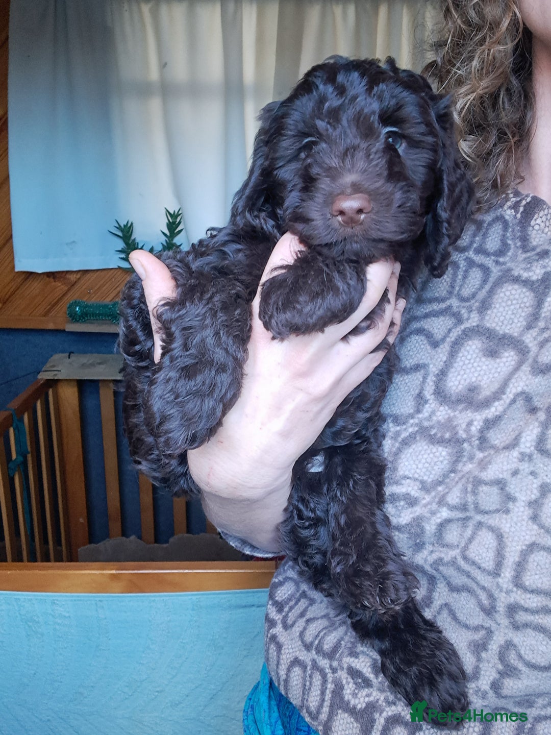 Cockapoo dogs for sale: Toy F1 Cockerpoo last chocolate boy  - Advert 36