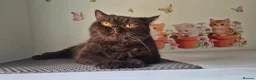 British Shorthair cats for sale: RESERVED *GCCF Registered Chocolate girl 'Hope' * - Advert 3