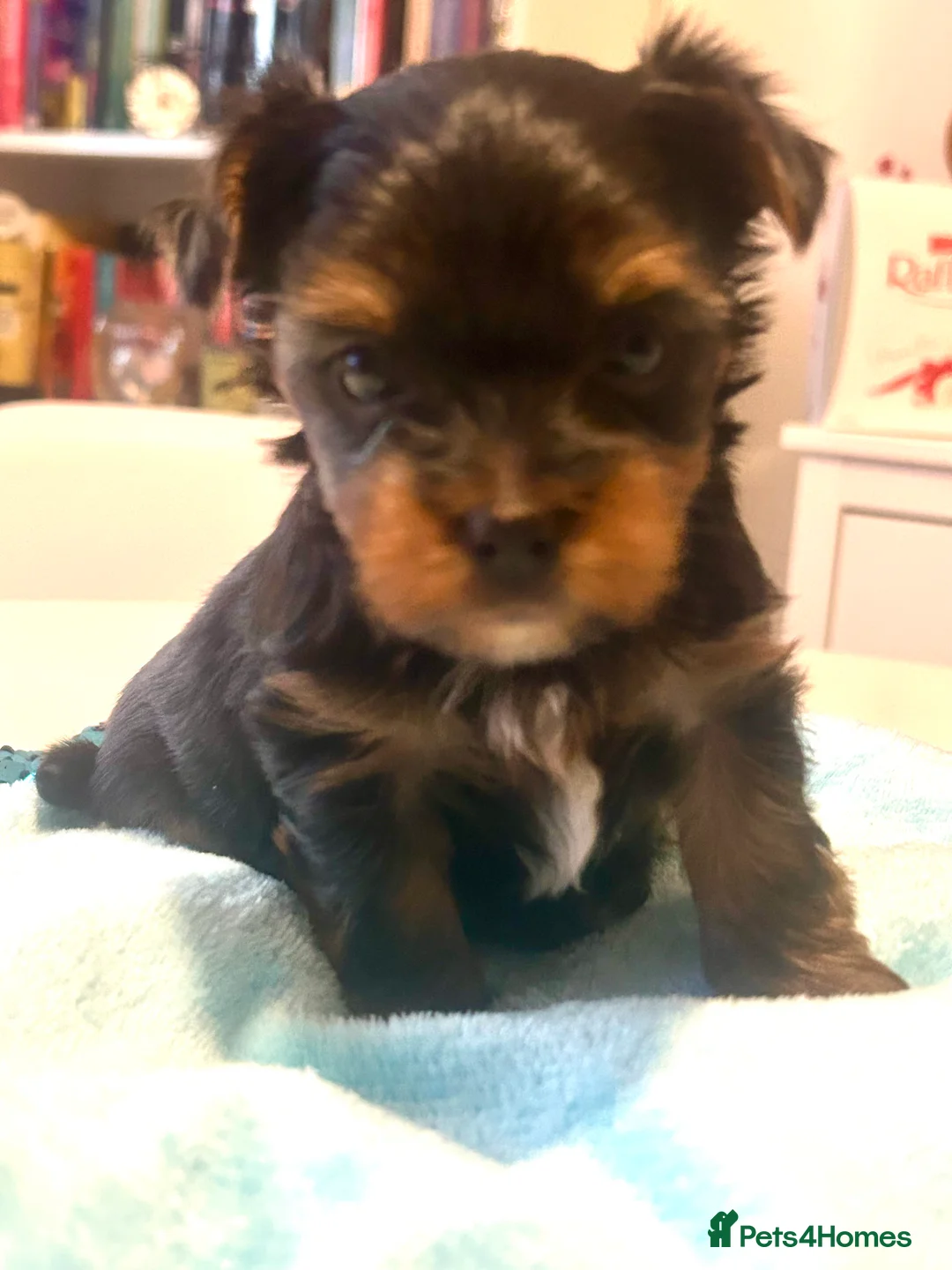 Yorkshire Terrier dogs for sale: Stunning Yorkshire Terriers Puppies  - Advert 6