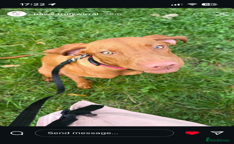Hungarian Vizsla dogs - Advert 1
