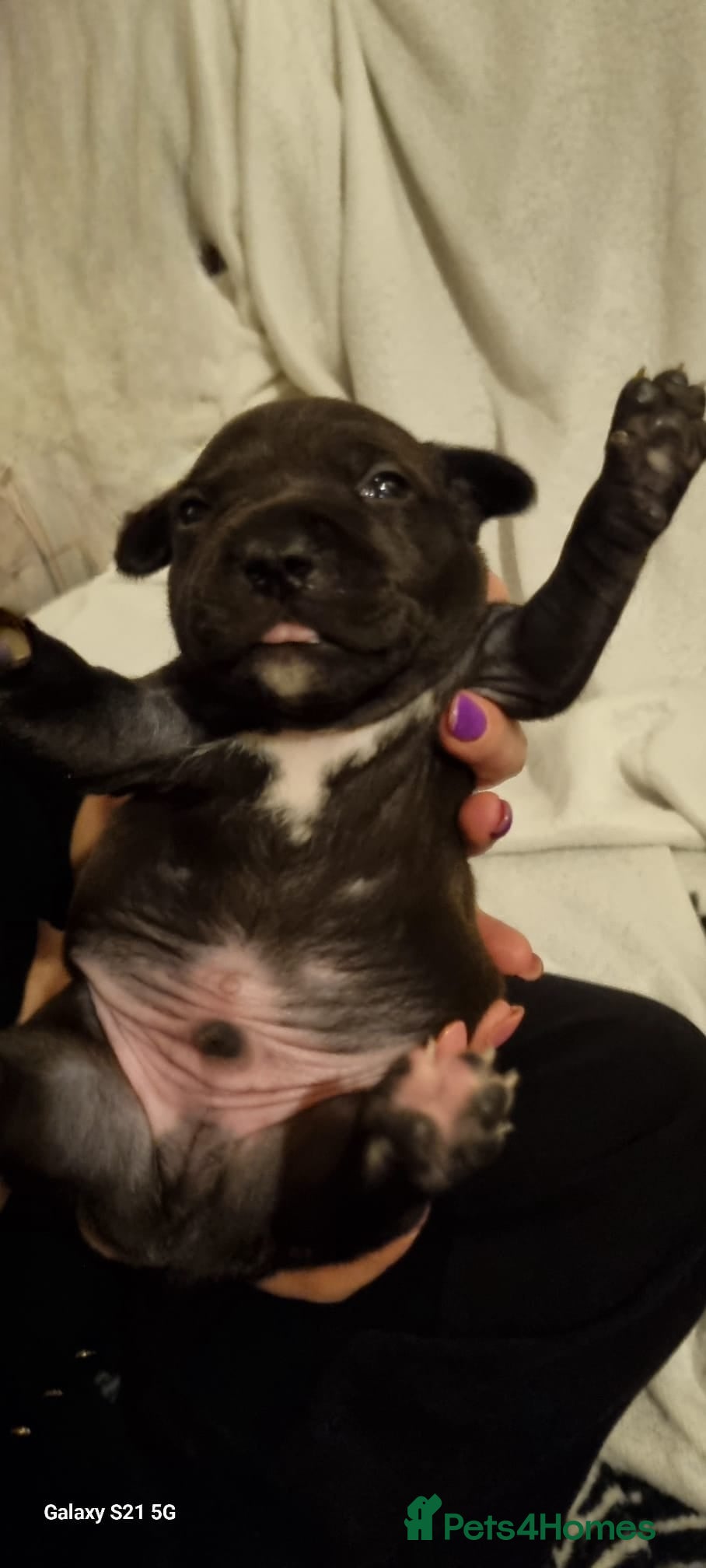 Staffordshire Bull Terrier dogs Staffordshire Bull Terrier Puppies  - Advert 8