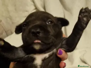 Staffordshire Bull Terrier dogs Staffordshire Bull Terrier Puppies - Advert 8