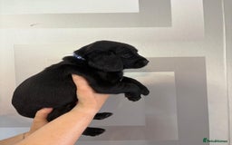 Cockerdor dogs for sale: Cockador puppies  - Image 17