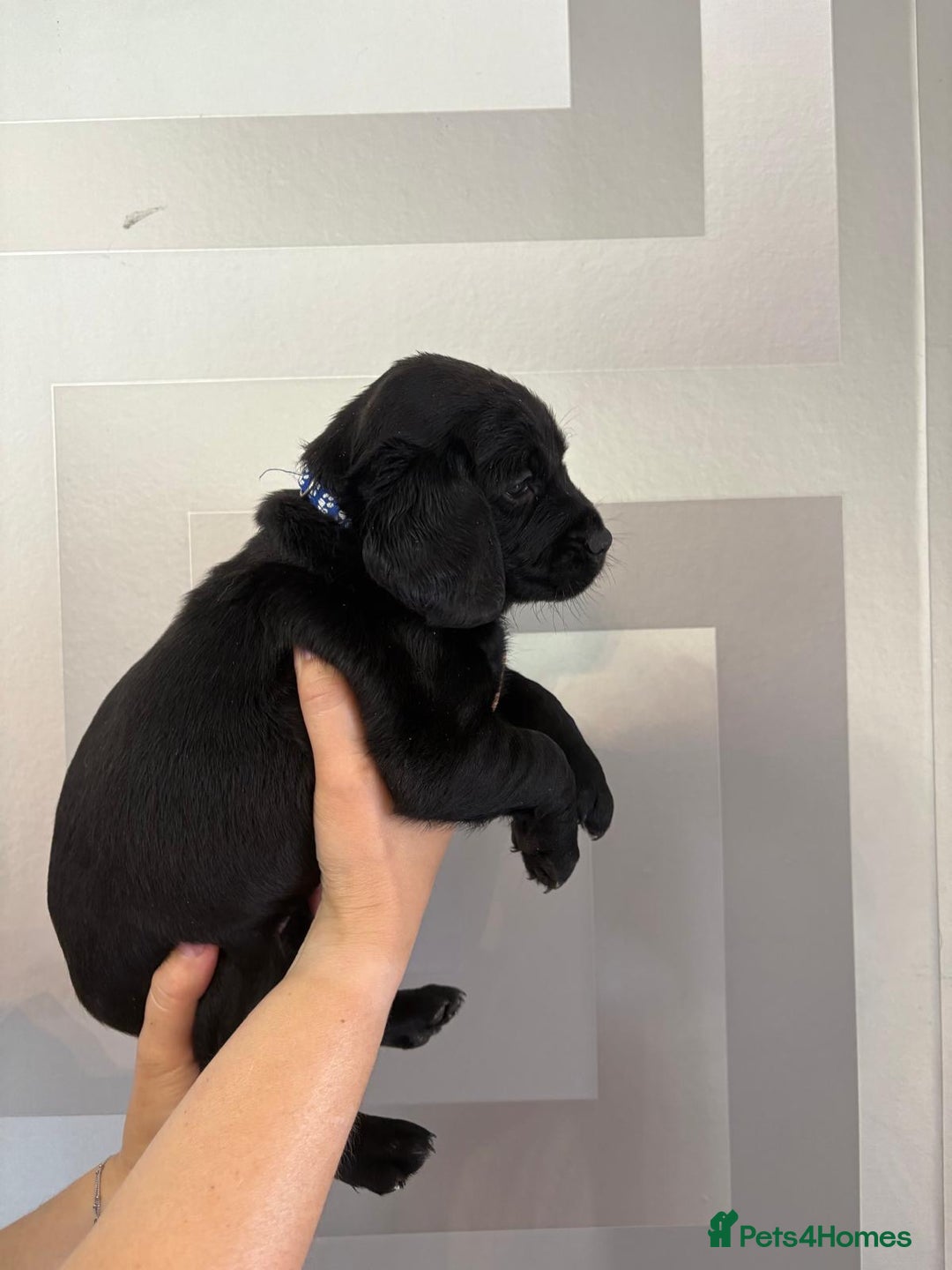 Cockerdor dogs for sale: Cockador puppies  - Image 17
