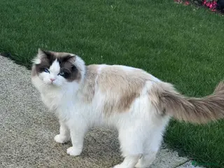 Ragdoll cats Ragdoll Bicolour - Advert 17