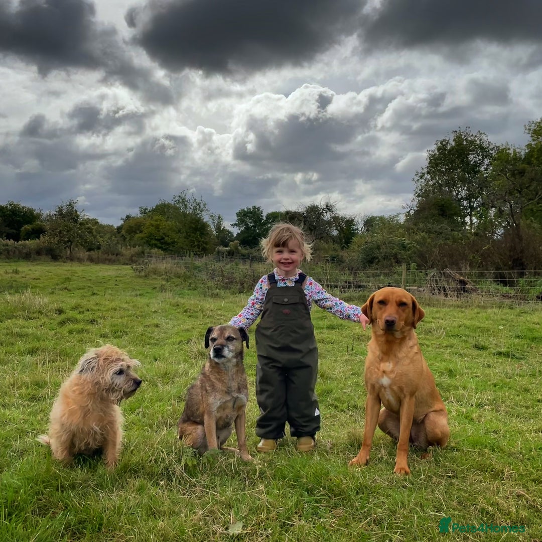 Labrador Retriever dogs for sale: Red Labrador Puppies - Stroud - Image 9