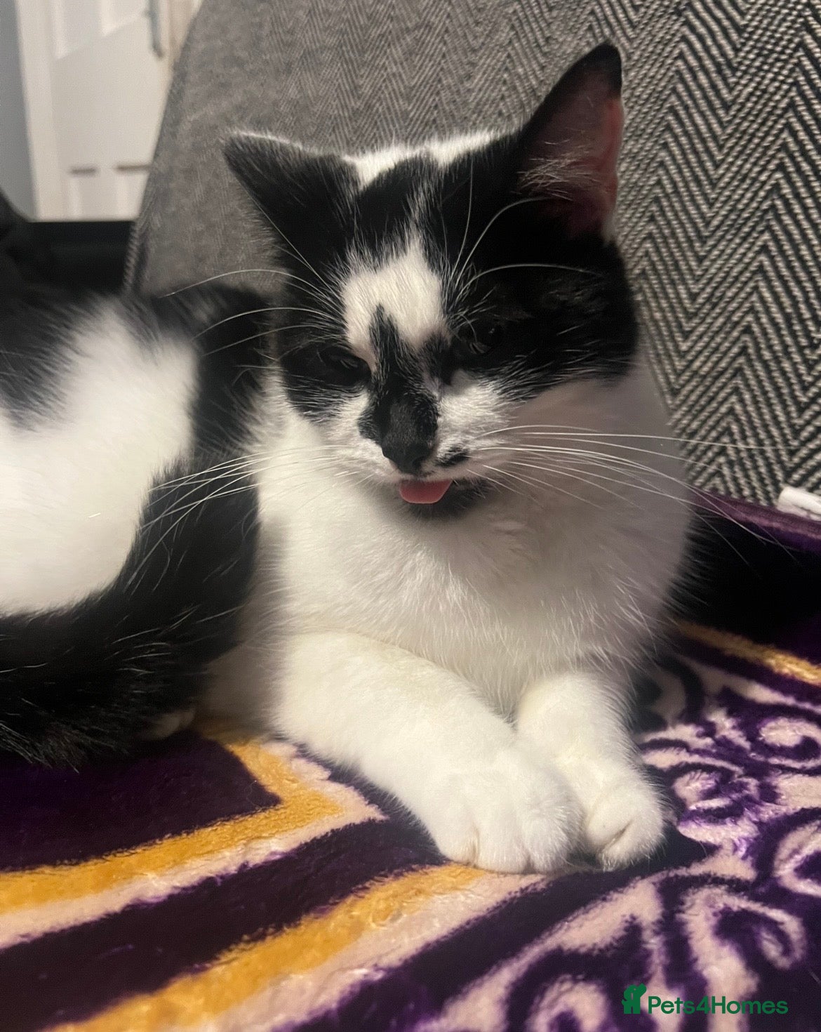 Mixed Breed cats Beautiful Cat sadly must be rehomed - Advert 1