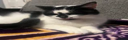 Mixed Breed cats for sale: Beautiful Cat- Rehoming  - Advert 1