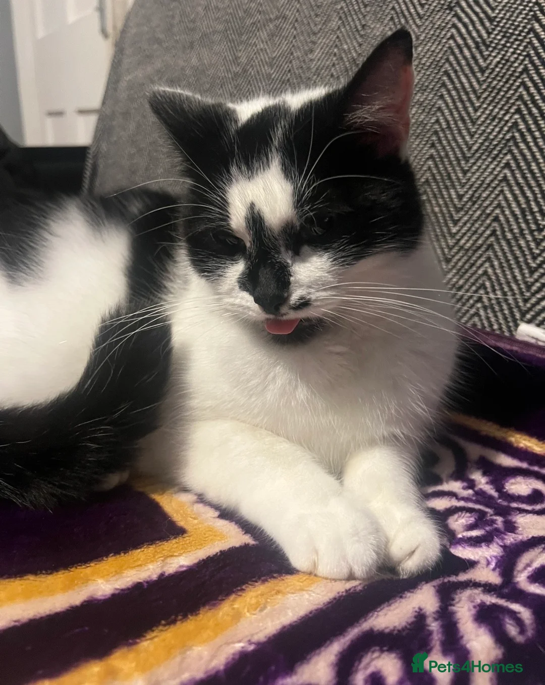 Mixed Breed cats for sale: Beautiful Cat- Rehoming  - Advert 1