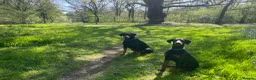 Dobermann dogs for sale: Female Doberman 6 months old in Sturminster Newton - Advert 8