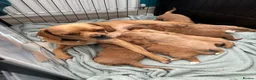 Mixed Breed dogs for sale: 7 Stunning Toy Red Poodle X PugxCockerpoo Puppies in Greenhithe - Advert 5