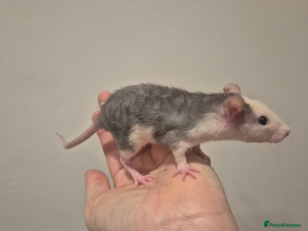 Rat rodents for sale: Various rat - Image 6