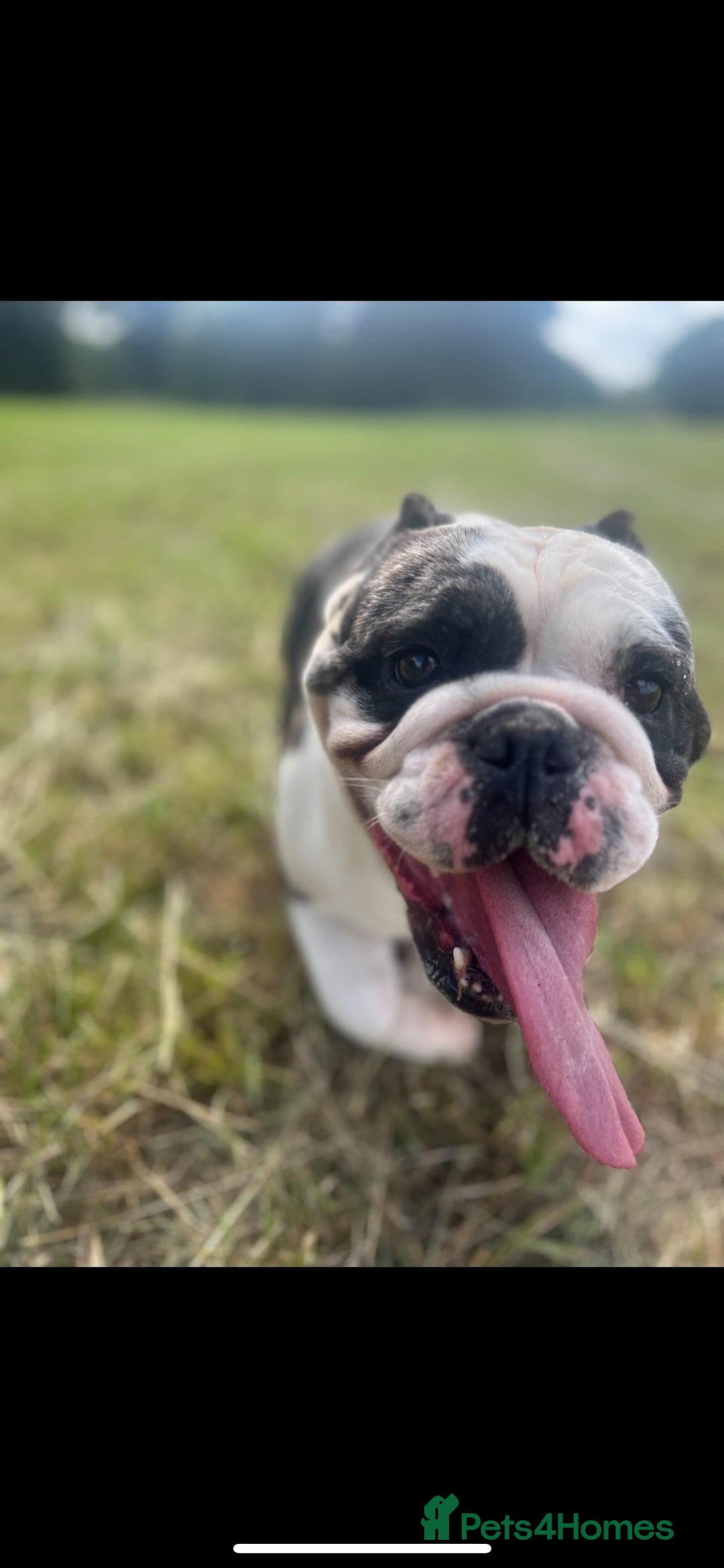 English Bulldog dogs for sale: Fendi English bulldog - Advert 3
