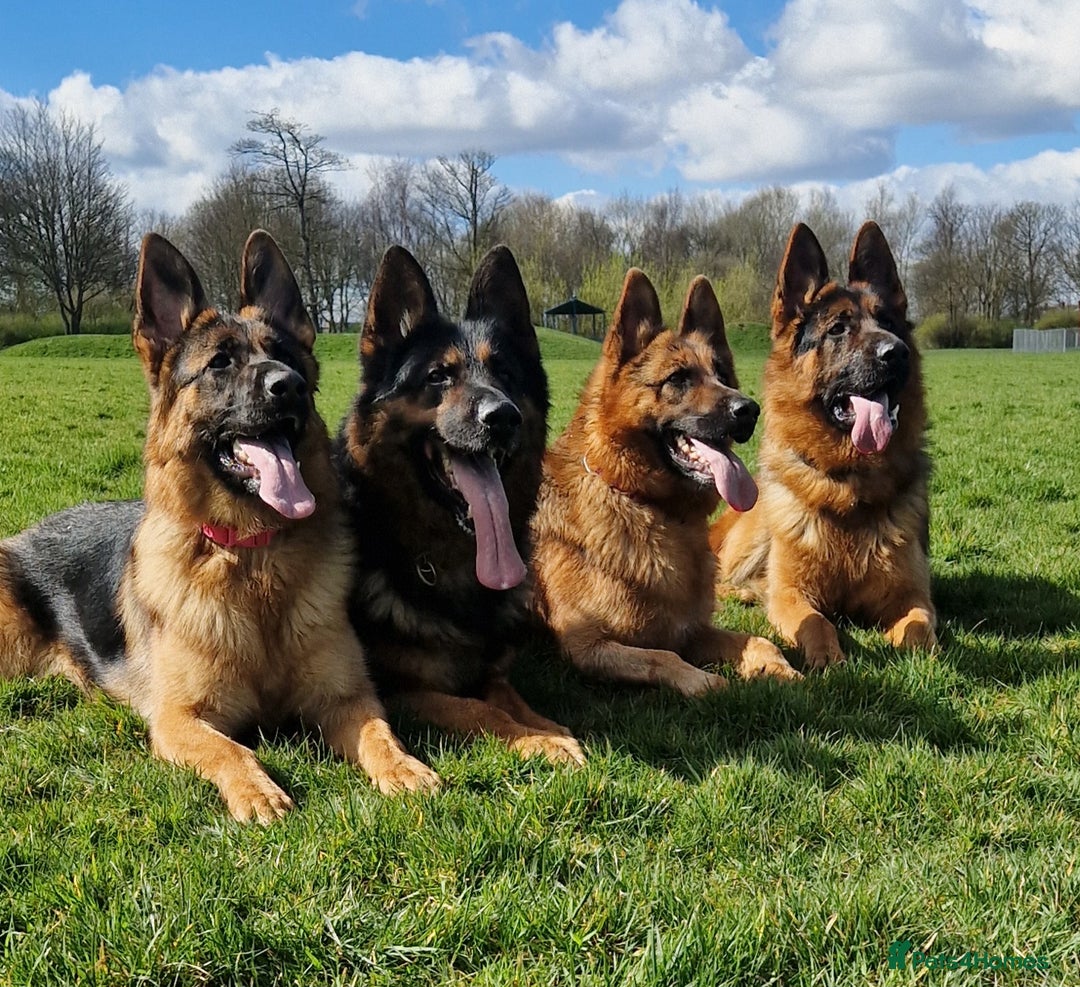German Shepherd dogs for stud: Health tested stud dog in Ashington - Advert 3