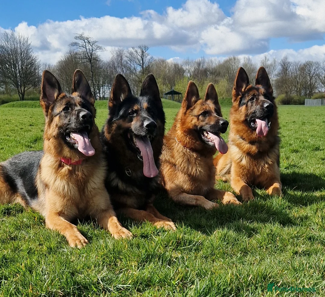 German Shepherd dogs for stud: Health tested stud dog in Ashington - Advert 3