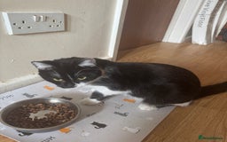 Domestic Shorthair cats for sale: 🐾 Loving Black & White Kitten Looking for home 🐾 - Image 2