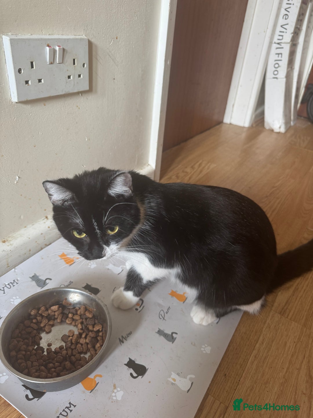 Domestic Shorthair cats for sale: 🐾 Loving Black & White Kitten Looking for home 🐾 - Image 2