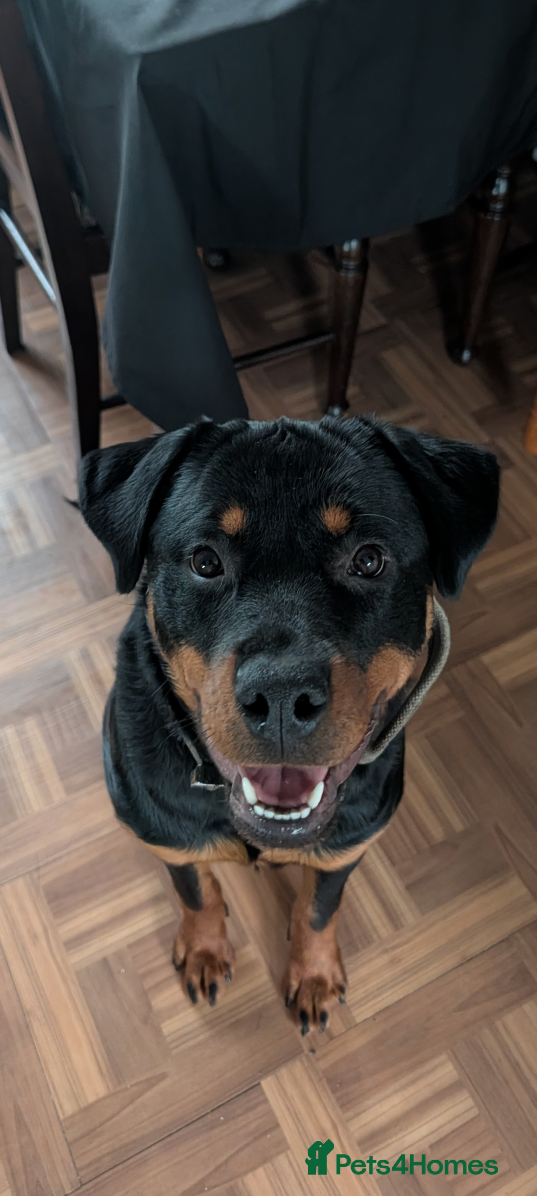 Rottweiler dogs Rottweiler girl - Advert 1