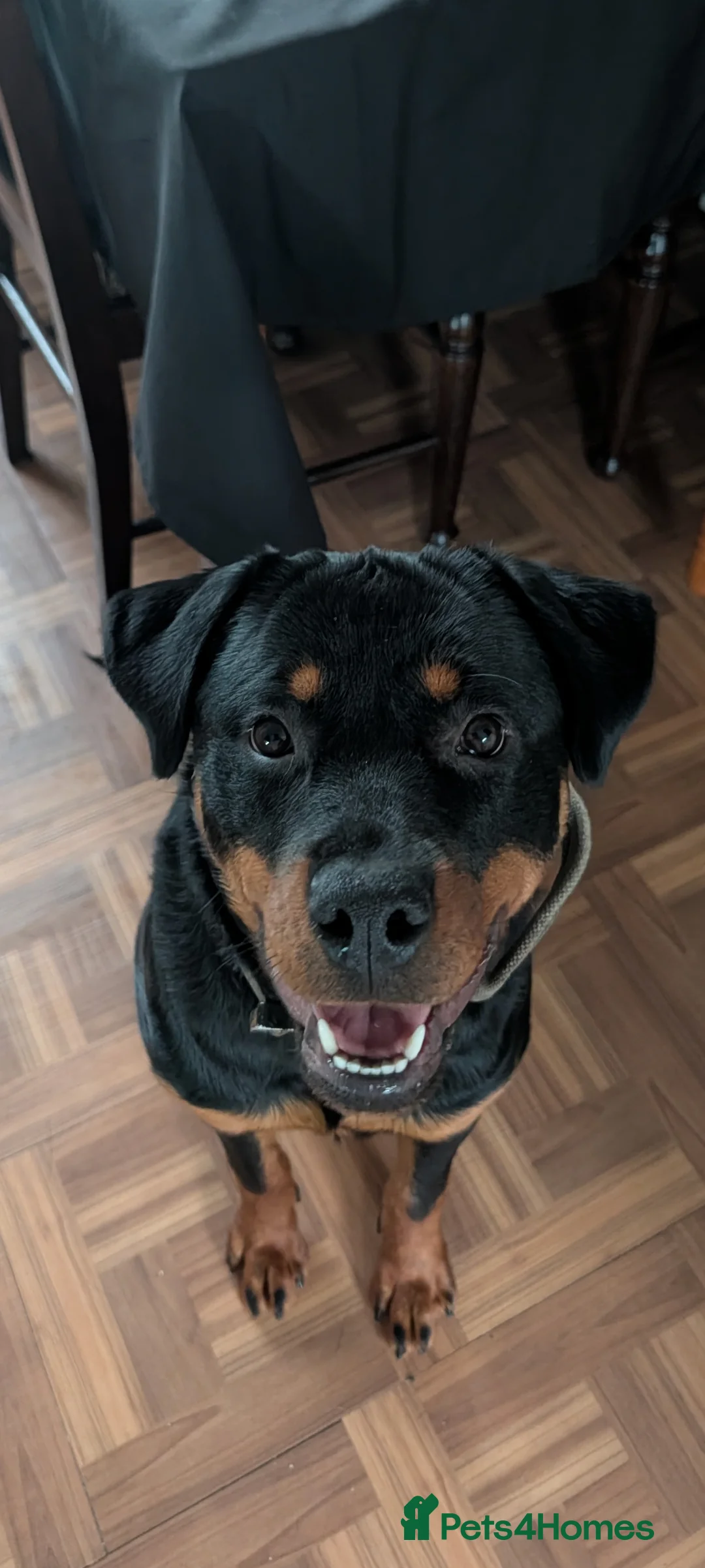 Rottweiler dogs for sale: Rottweiler girl - Advert 1