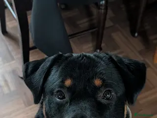 Rottweiler dogs Rottweiler girl - Advert 1