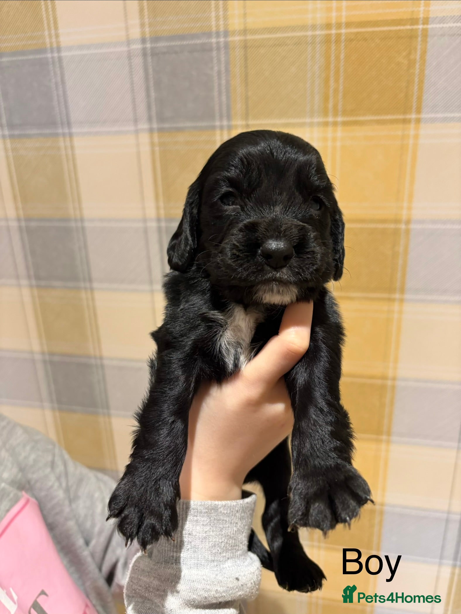 Sprocker dogs 7 Sprocker Puppies  - Advert 2