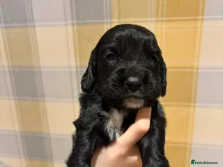 Sprocker dogs 7 Sprocker Puppies - Advert 2