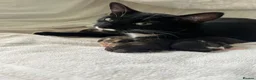 Mixed Breed cats for sale: 5 lovely kittens 🐾 - Advert 37