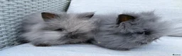 Lionhead rabbits for sale: 2 Double mane lion-head for sale last two boys  - Advert 12
