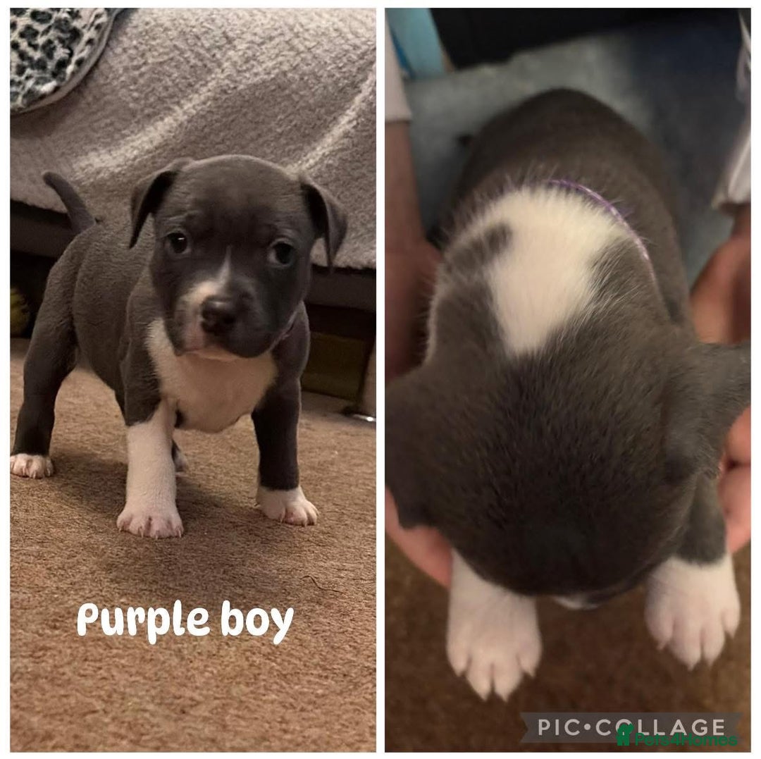 Staffordshire Bull Terrier dogs for sale: Staffordshire Bull Terrier puppies for sale  - Image 2