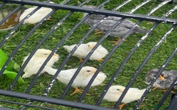 Softbills birds for sale: Chicks For Sale  - Image 3