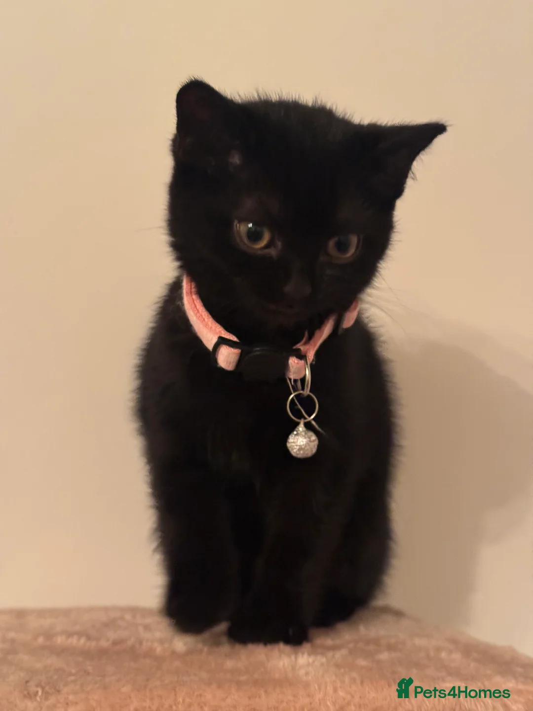 British Shorthair cats for sale: Adorable  - Advert 5