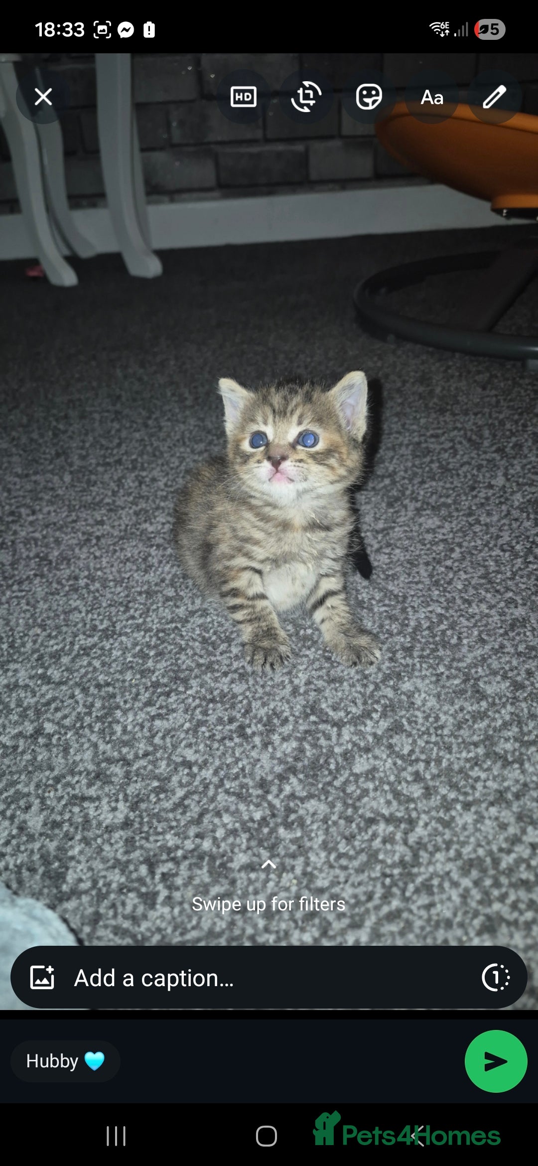Mixed Breed cats for sale: 2 beautiful kittens  - Advert 6