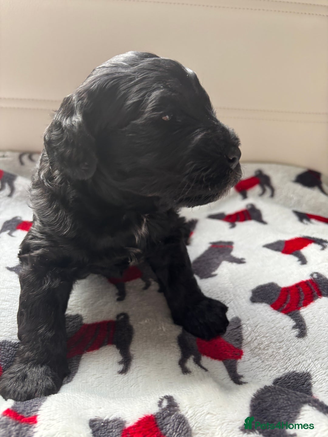 Cockapoo dogs for sale: Adorable F2 Cockapoo Puppies - First Litter  - Advert 13