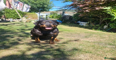 Rottweiler dogs - Advert 9