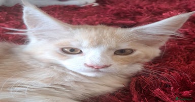 Maine Coon cats - Advert 16