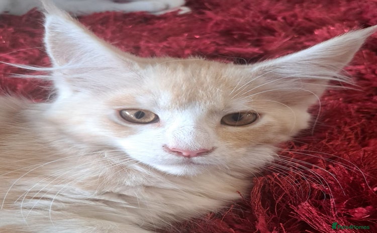 Maine Coon cats - Advert 3