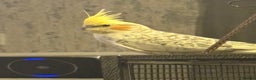 Cockatiels birds for sale: Cockatiel for sale - Advert 1