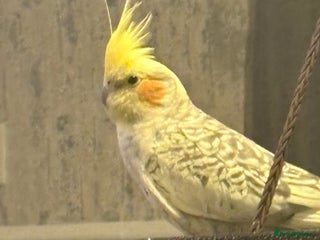 Cockatiels birds Cockatiel for sale - Advert 1